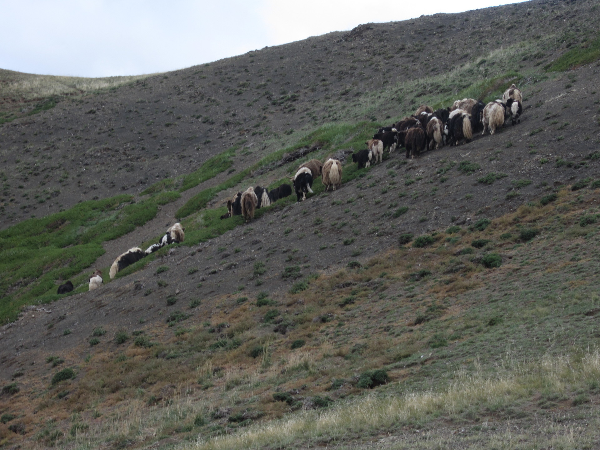 Yaks