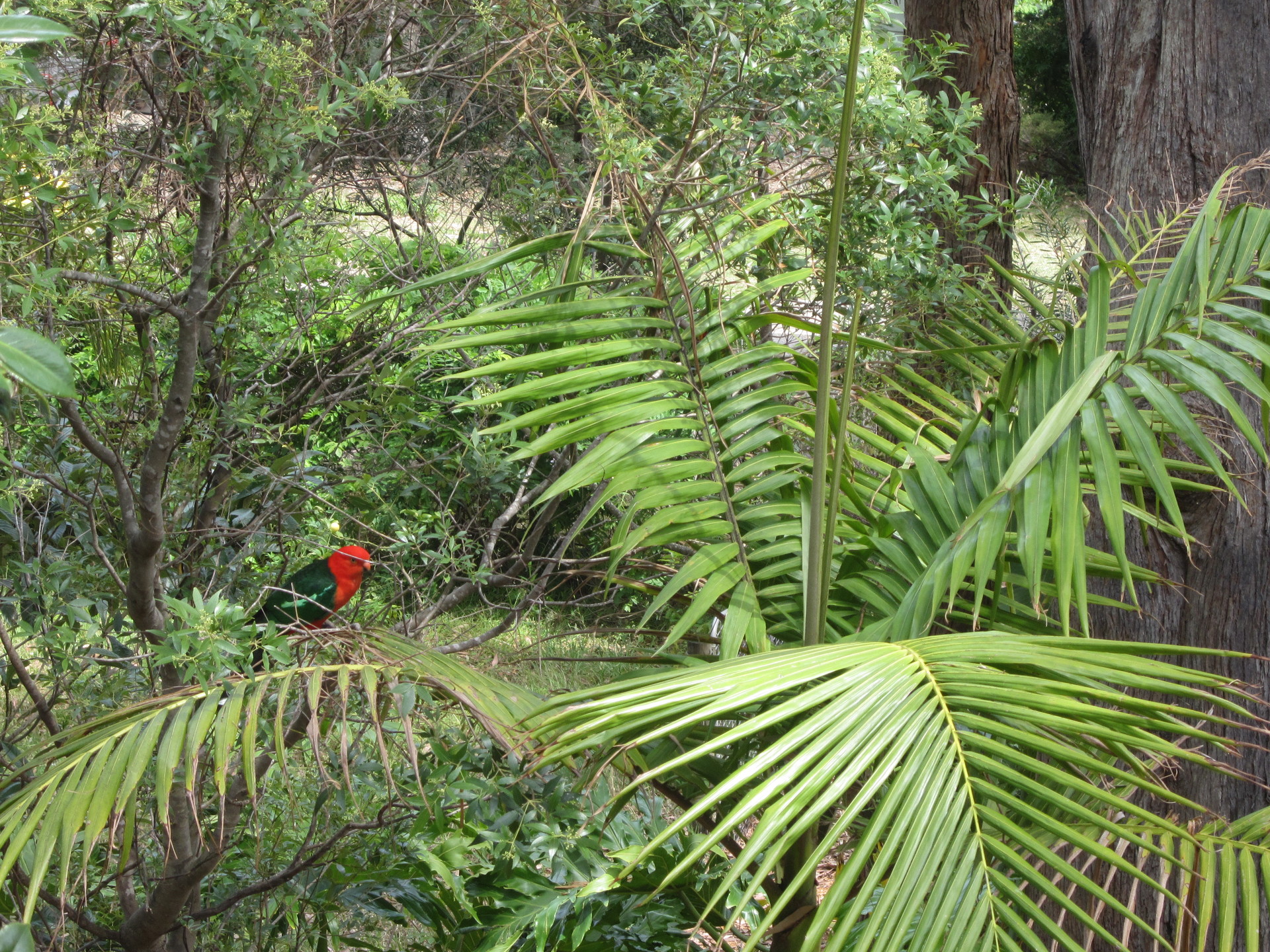 Vogel