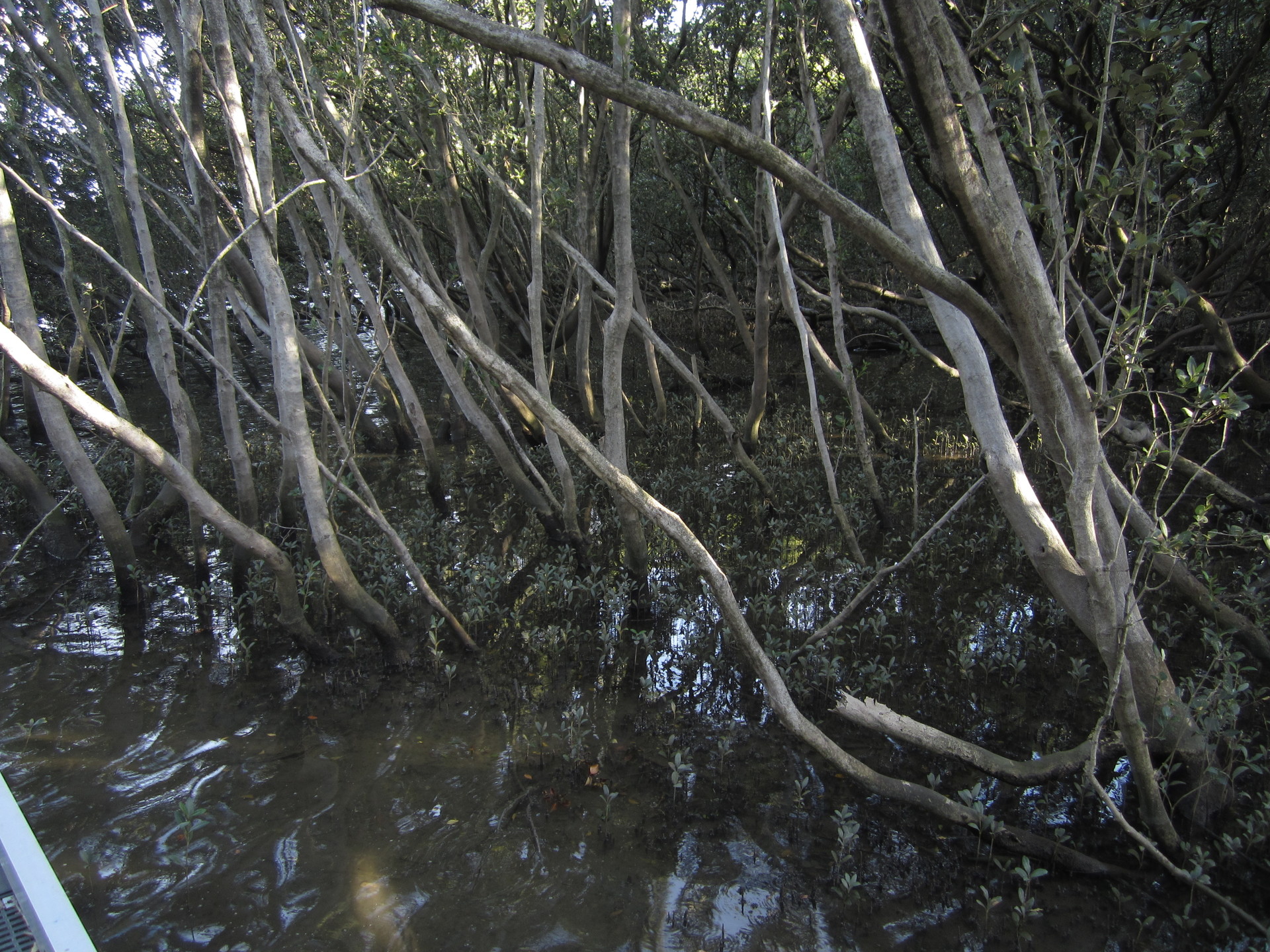 Am Parramatta-Fluss