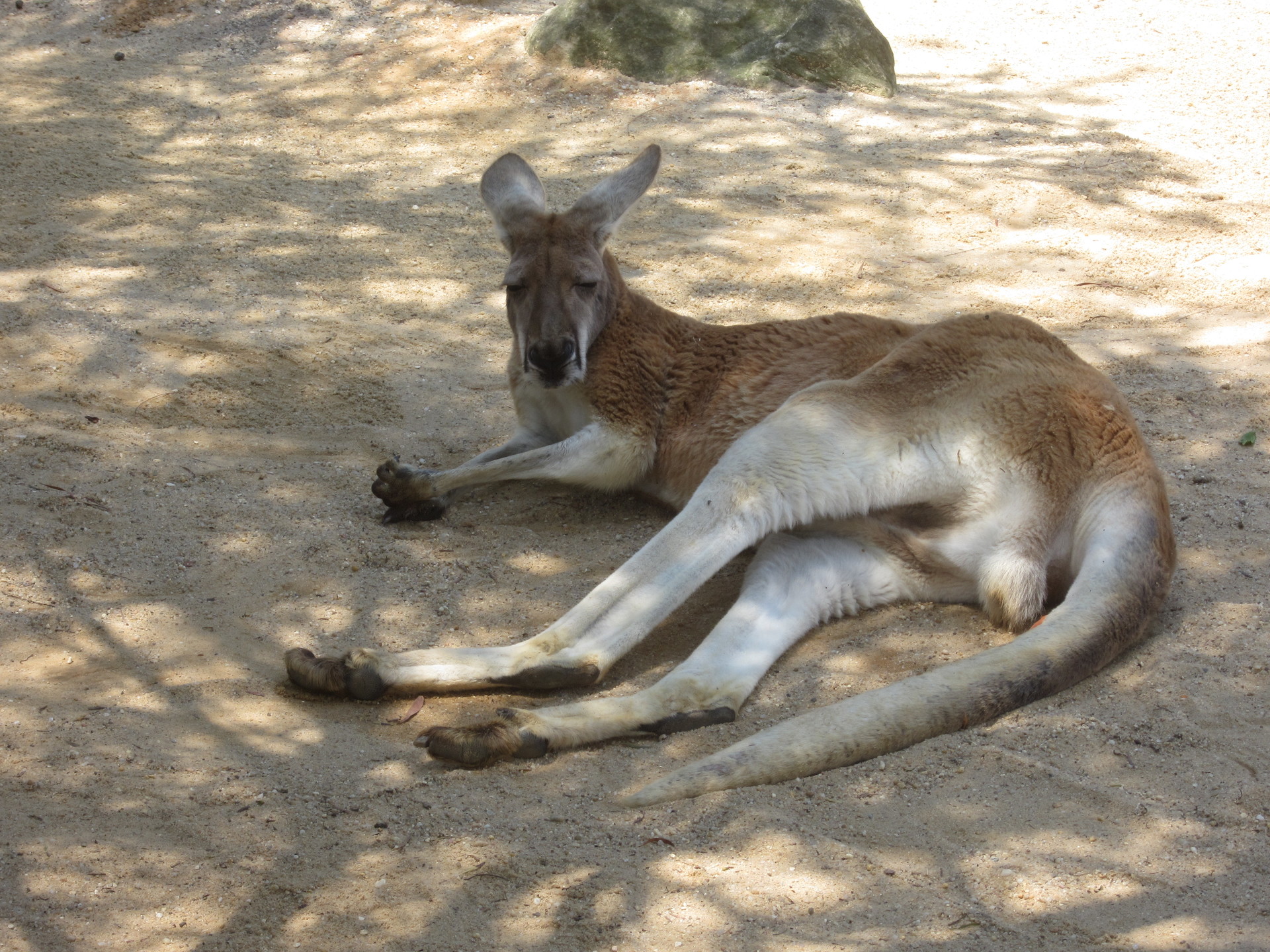Kangaroo