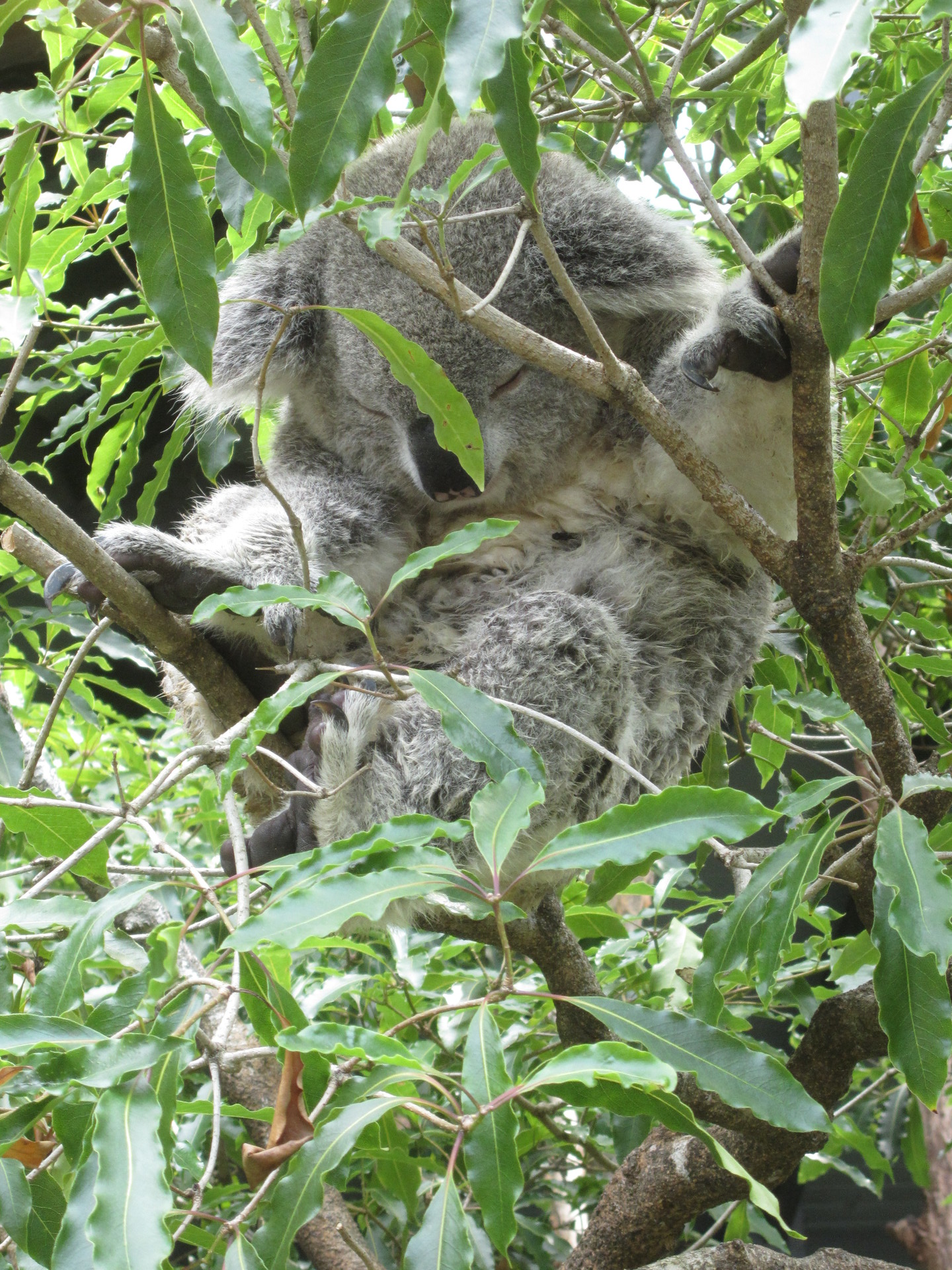 Koala
