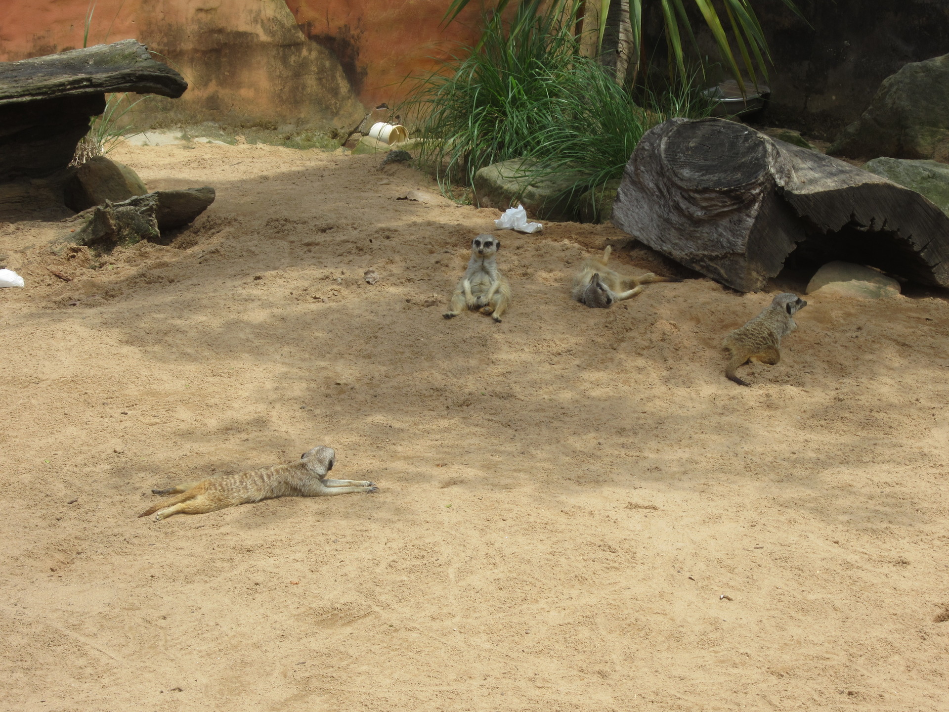 Meerkats