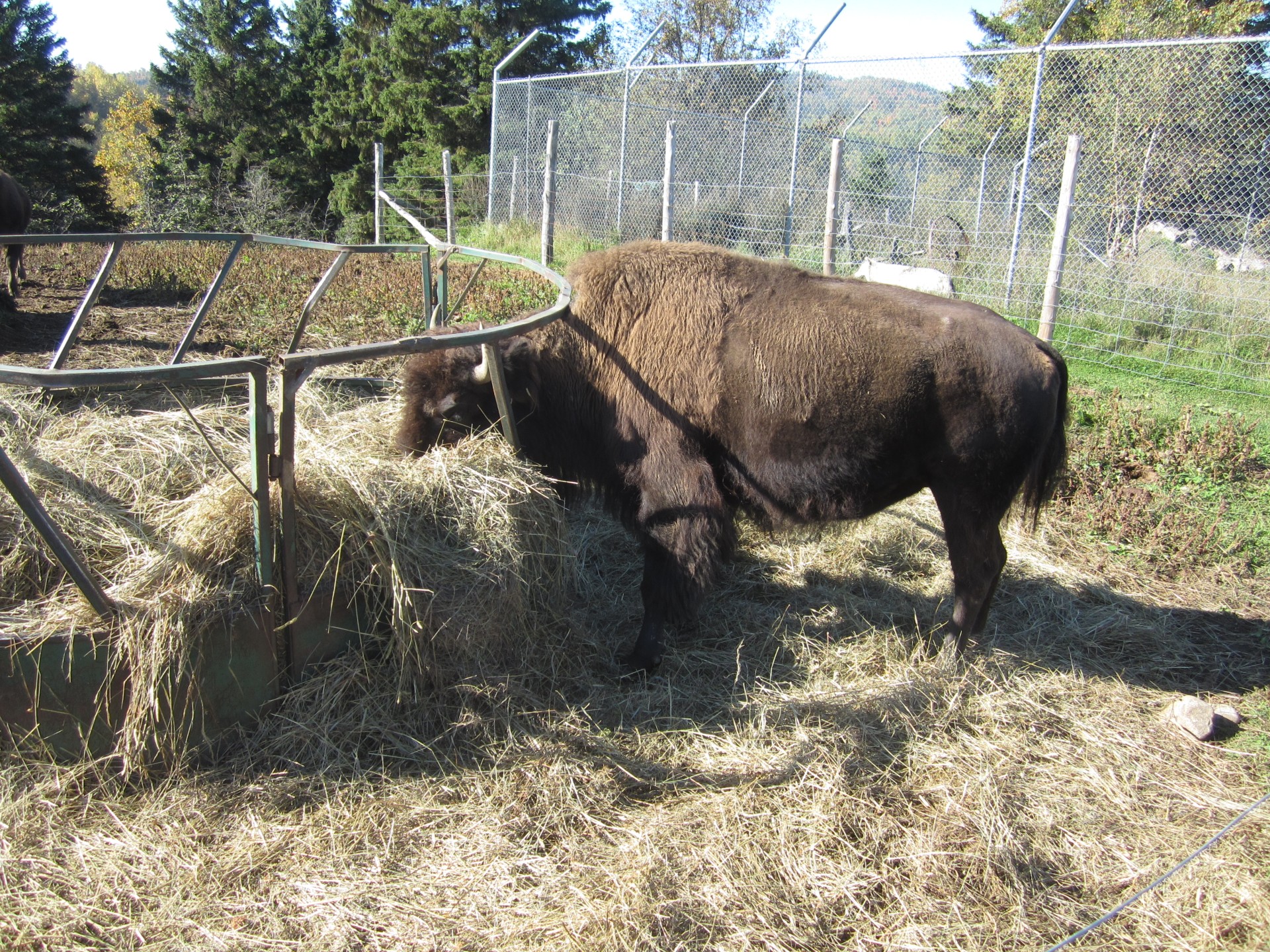 Bison