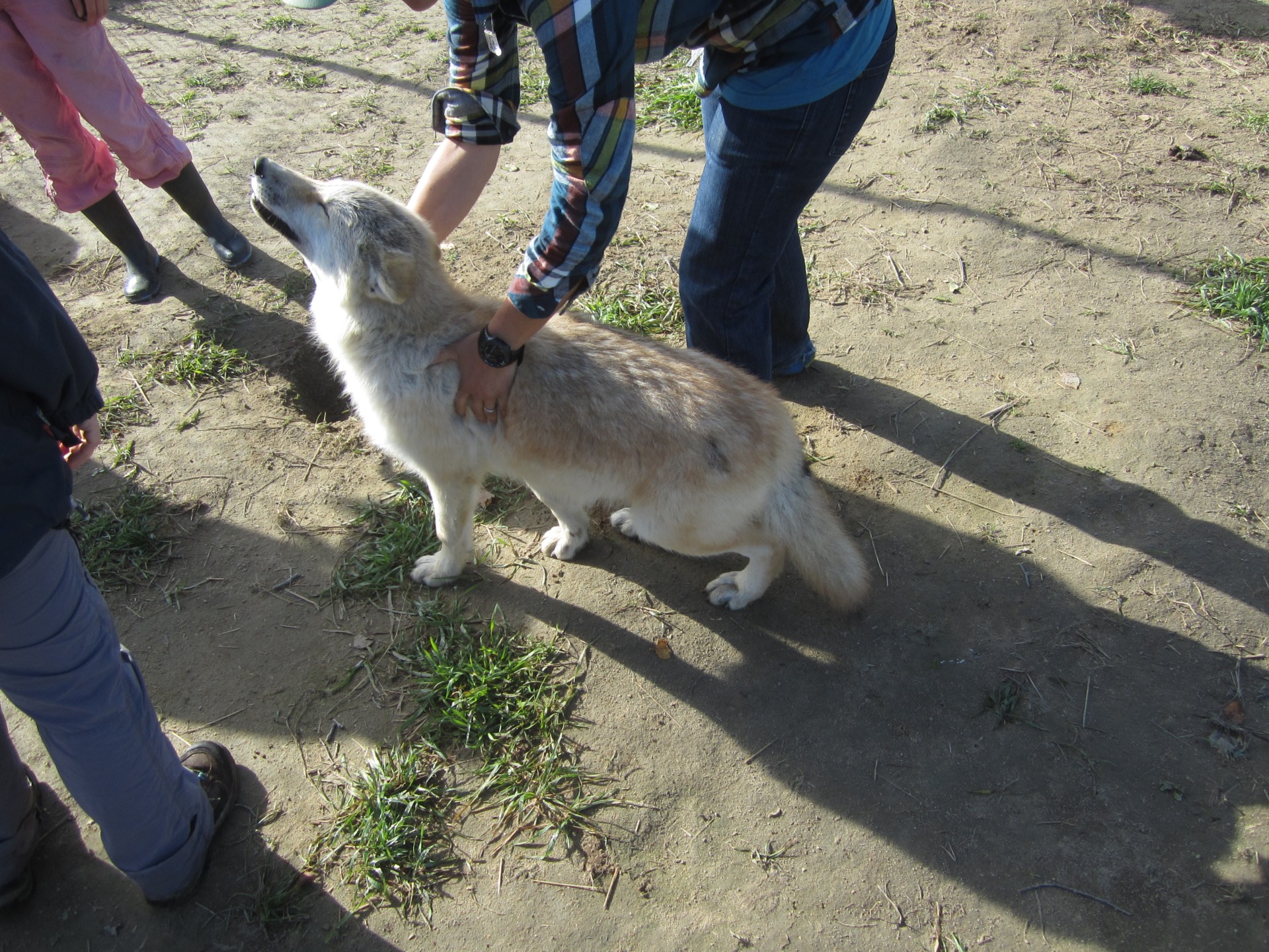 Wolf