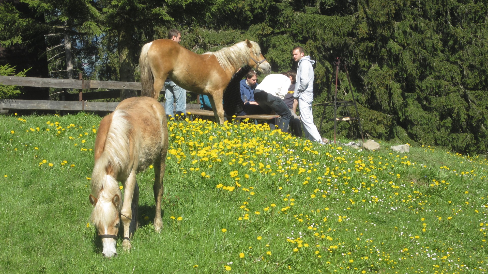 Pferd beim Grasen