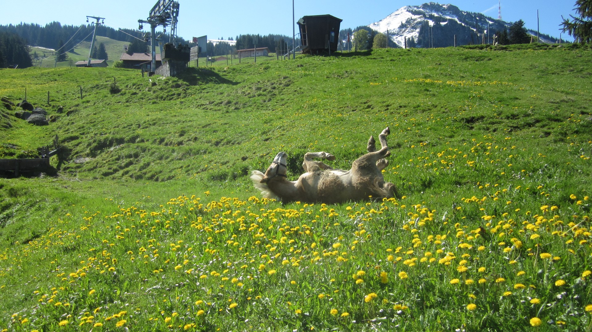 Pferd beim Pferd sein