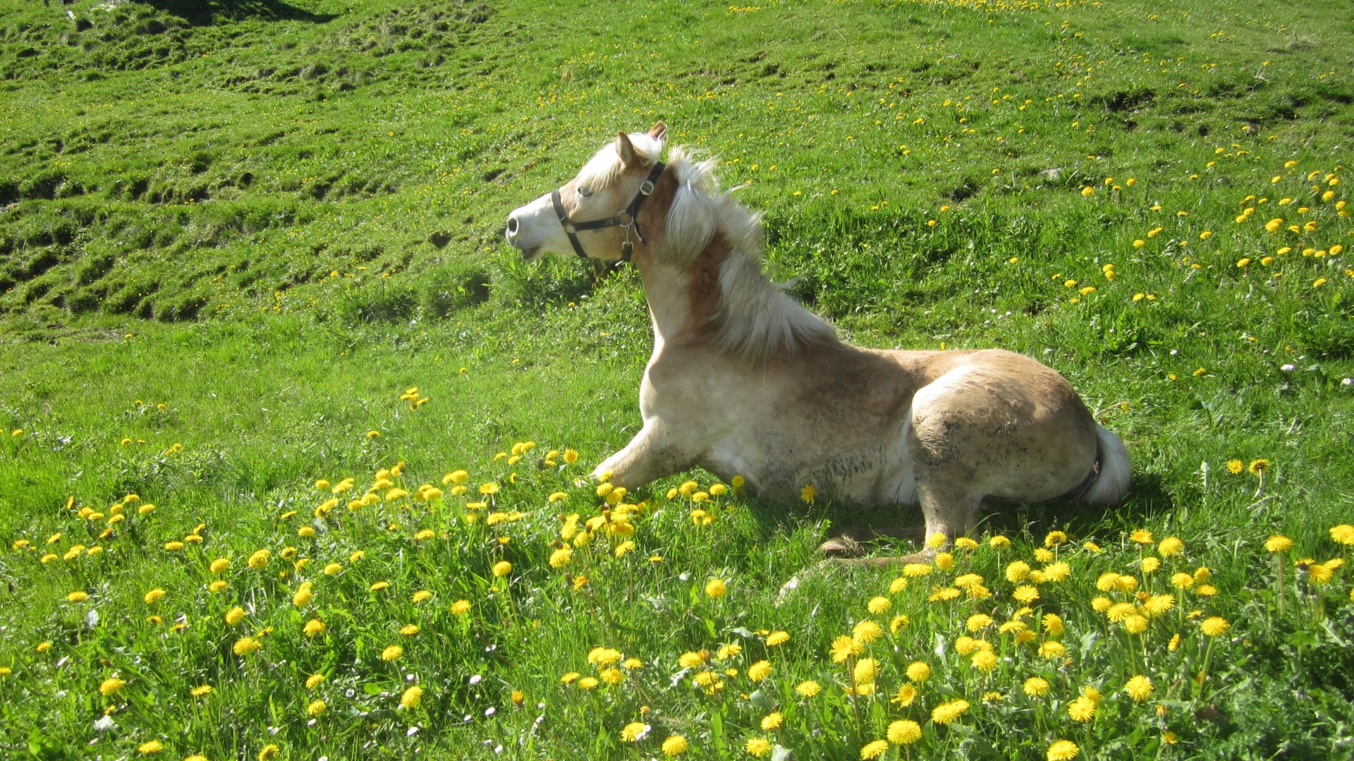 Pferd beim Pferd sein