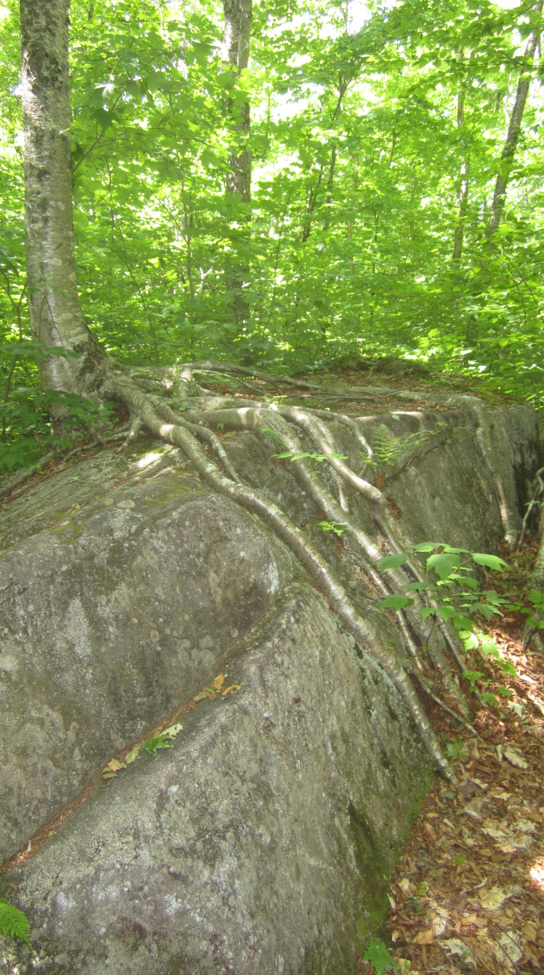 Wurzeln