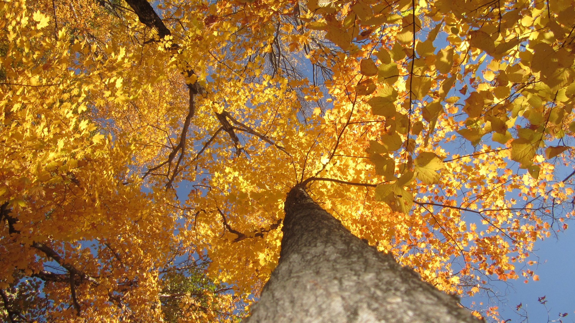 Herbstbaum