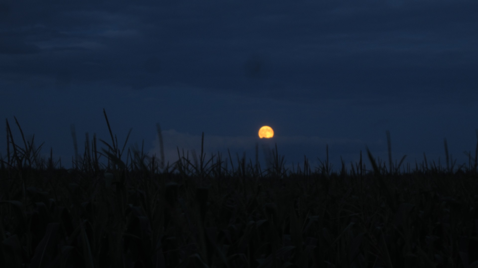 Blue Moon