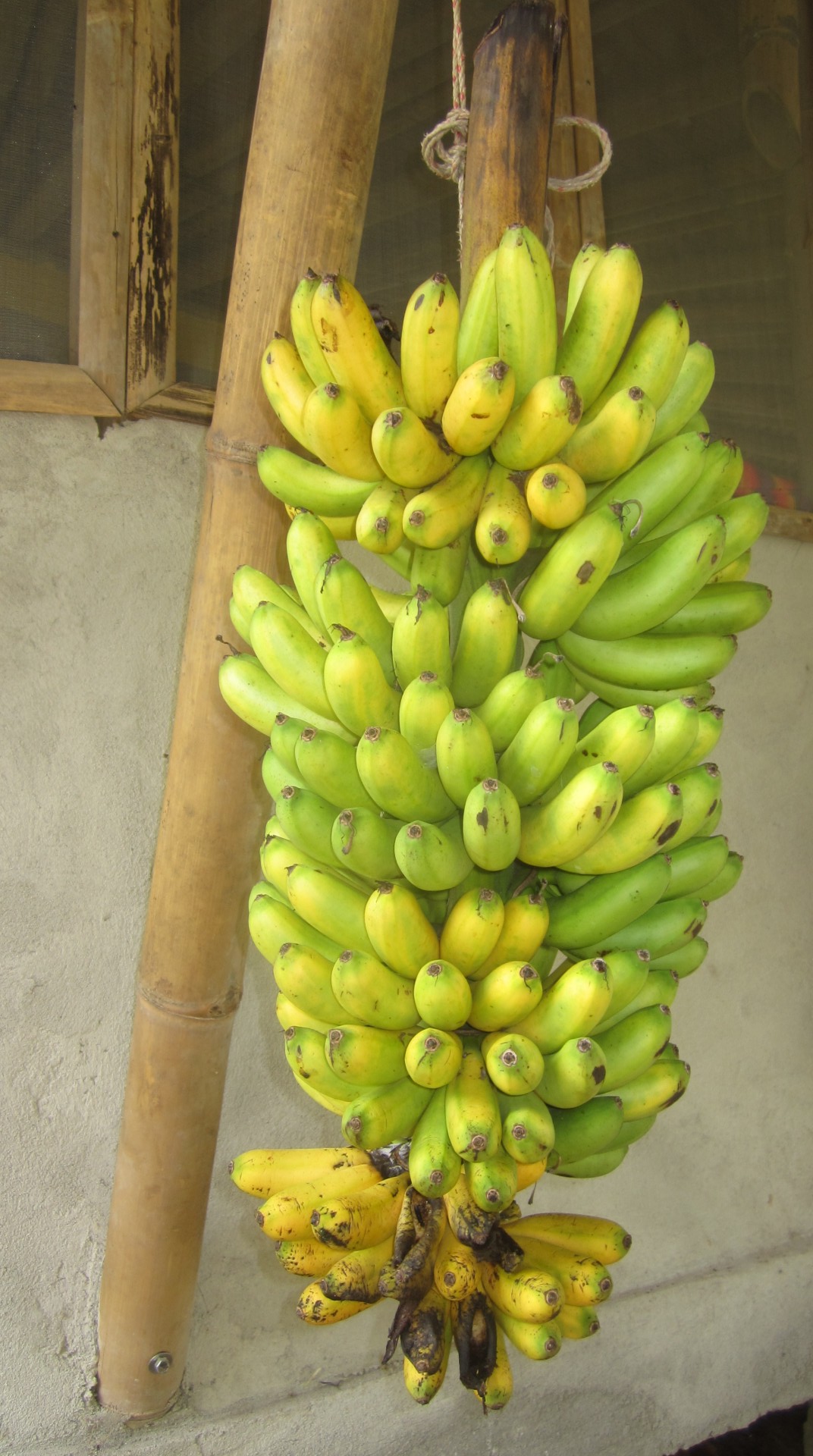 Bananenstrauch
