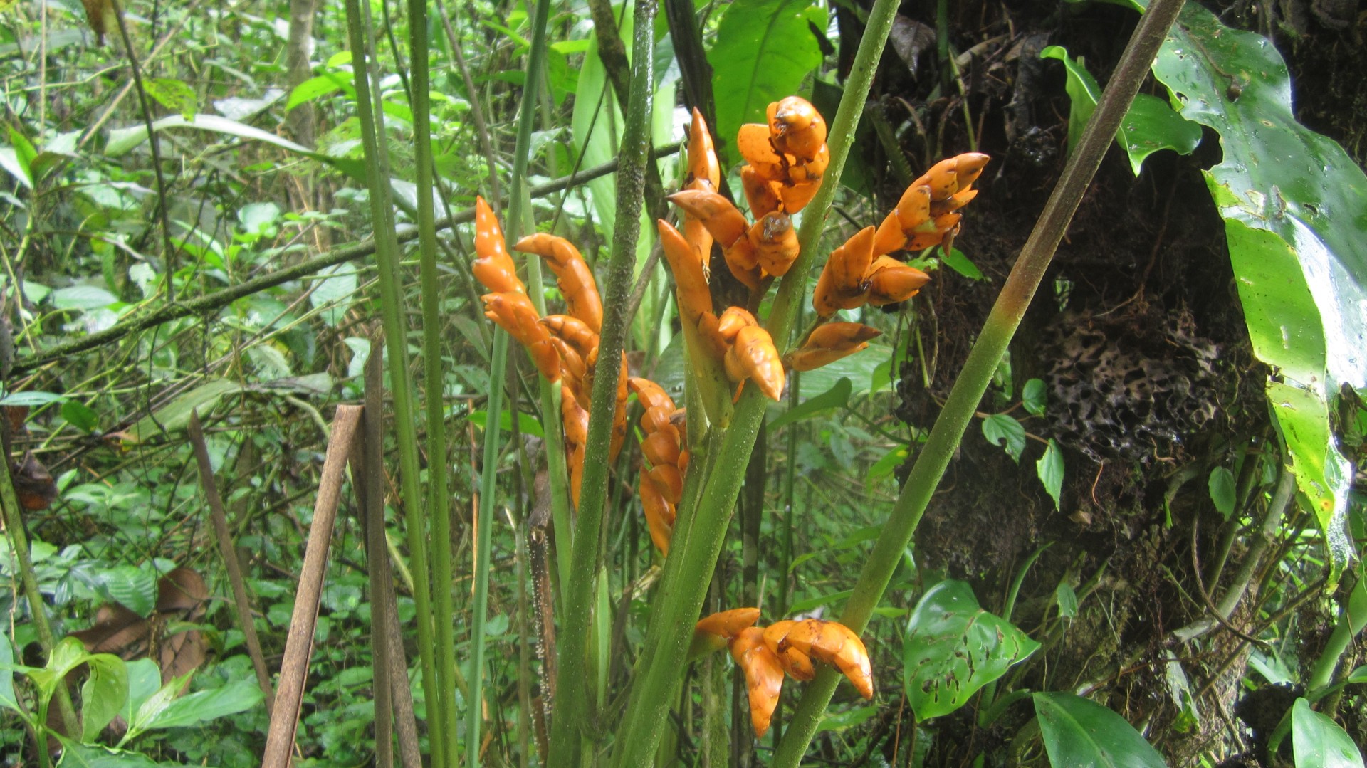 Blüten