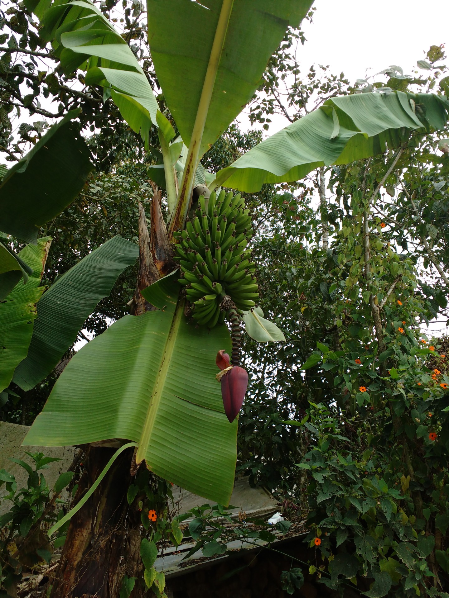 Bananenstrauch