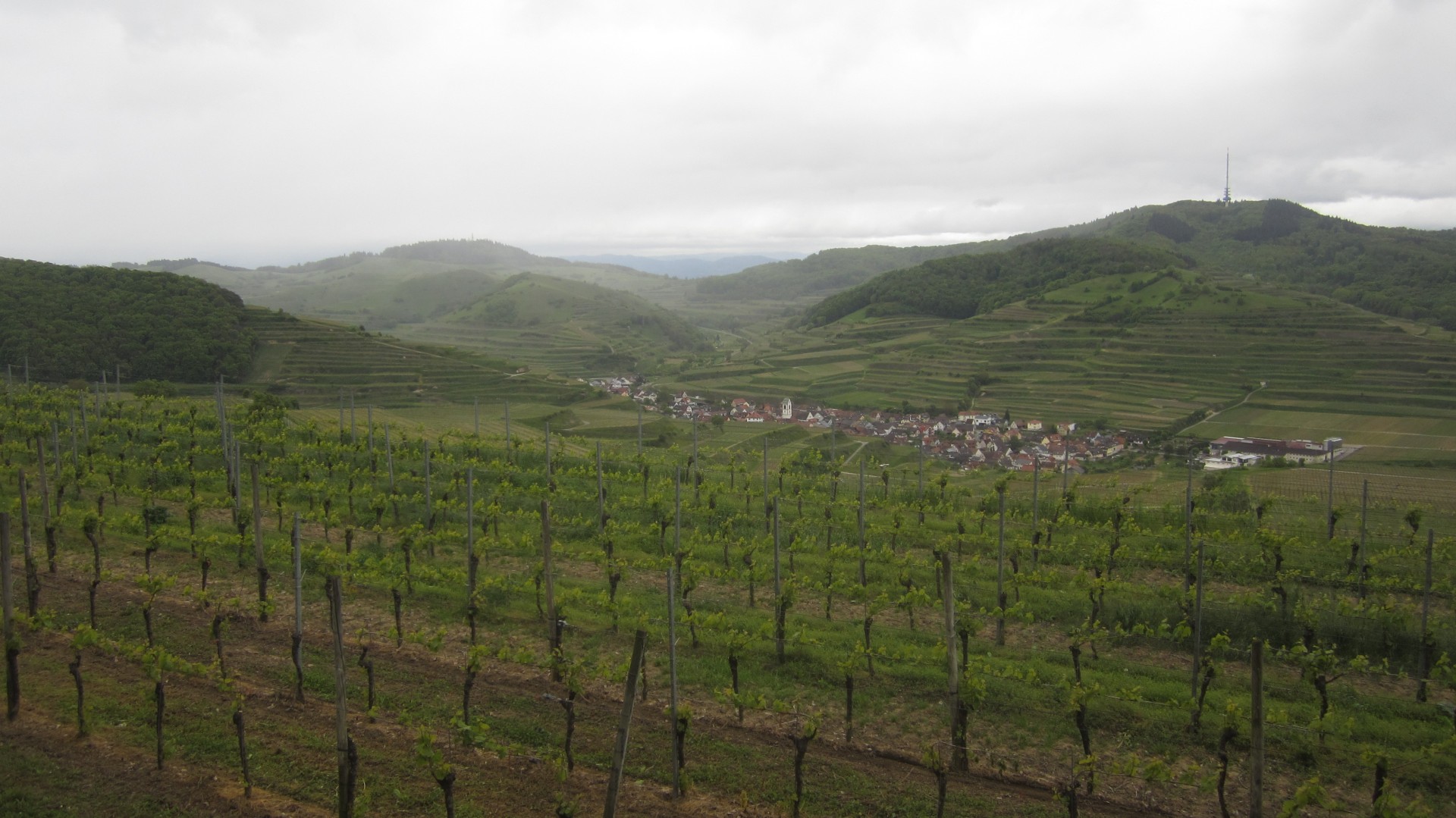 weinhänge